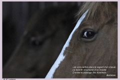 JF39818rec-Je-vois-parfois-dans-le-regard...